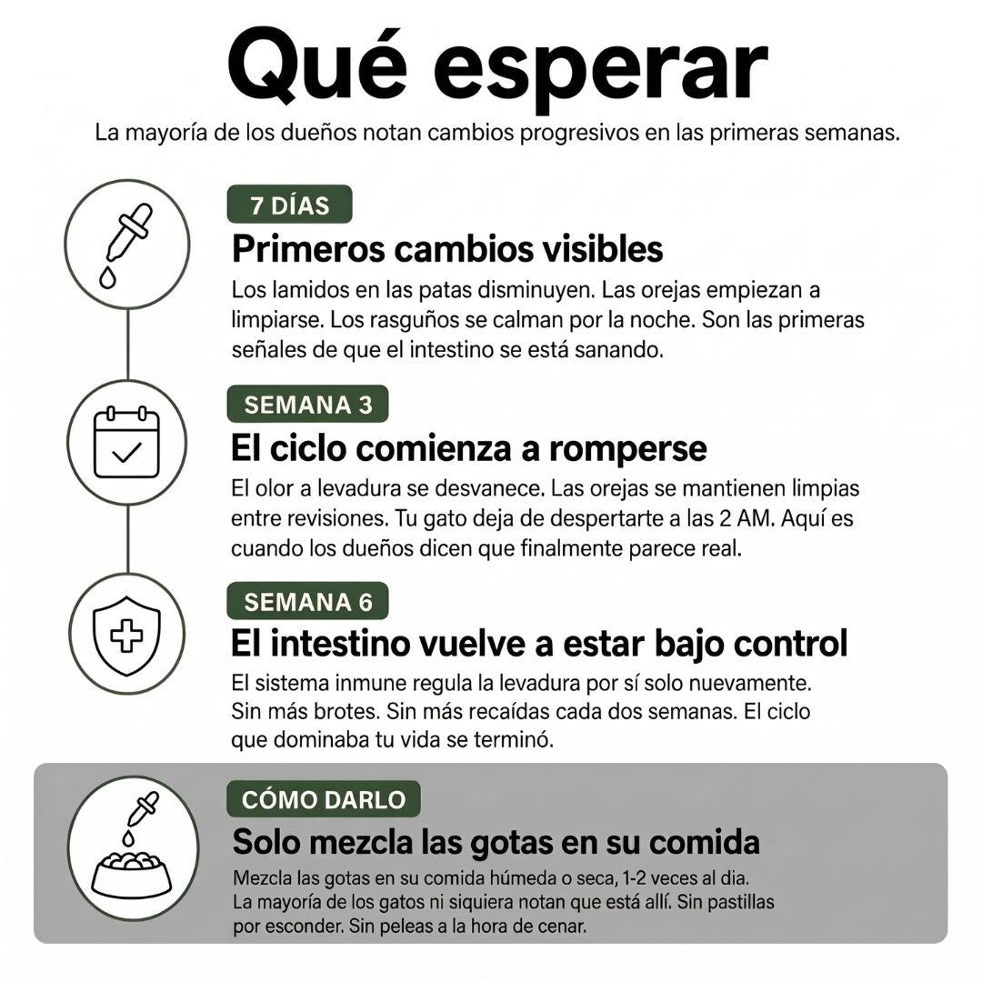 Fórmula Veterinaria Natural para Eliminar Hongos en Gatos